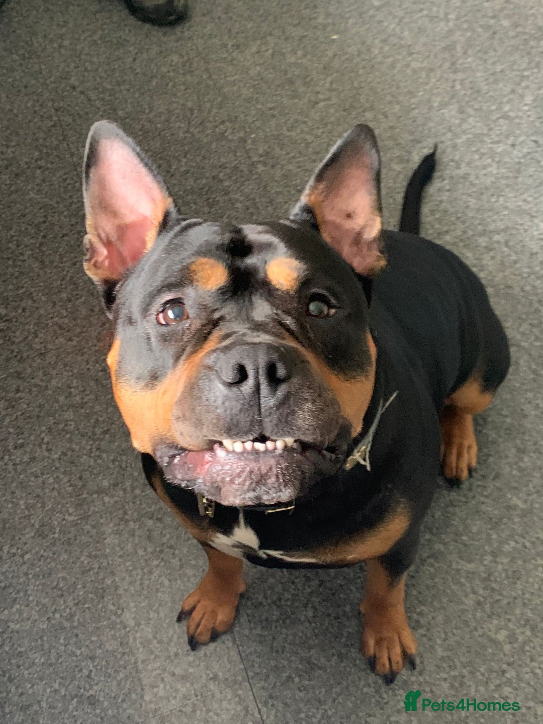 American Bully dogs for sale: 4 year old, female pedigree american bully - Advert 1