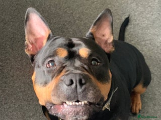 American Bully dogs 4 year old, female pedigree american bully - Advert 1