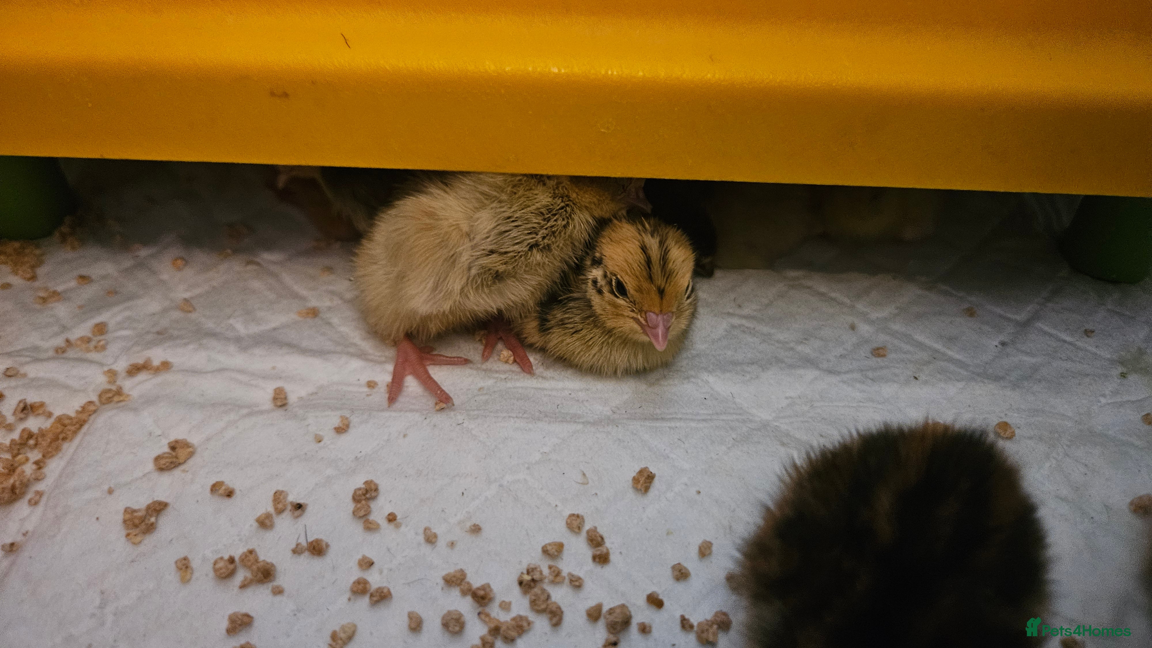 Quail poultry Coturnix Quail – Chicks, POL Birds & hatching eggs - Advert 5