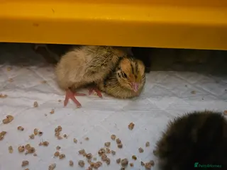 Quail poultry Coturnix Quail – Chicks, POL Birds & hatching eggs - Advert 5