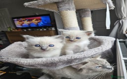 Ragdoll cats for sale: Blue mitted ragdoll kittens  - Image 5