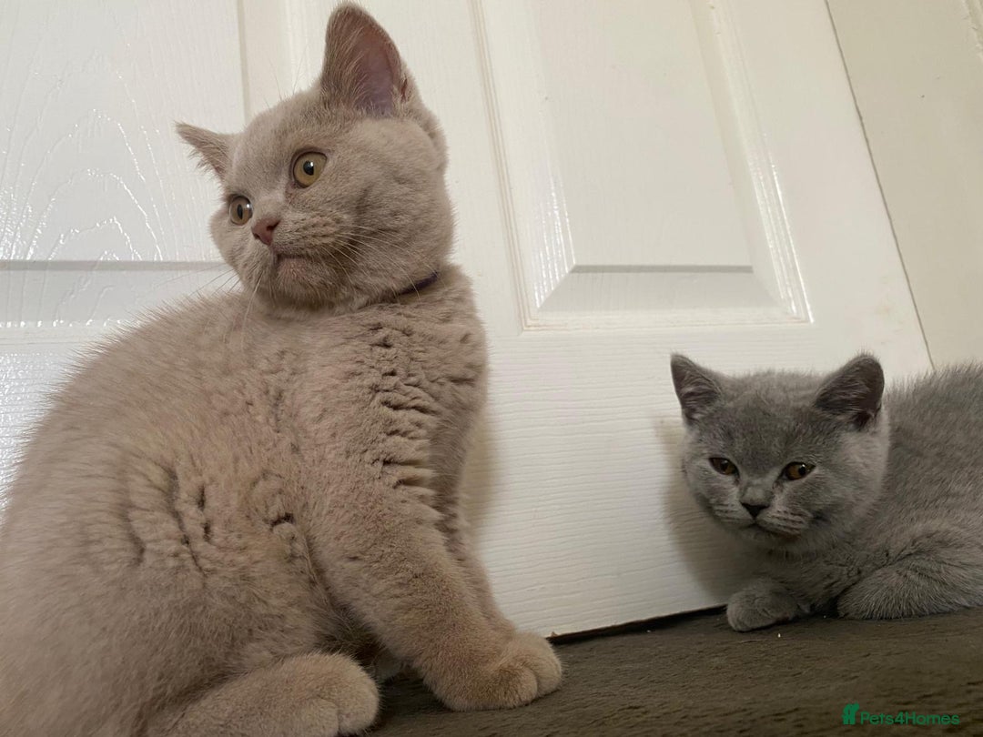 British Shorthair cats for sale: GCCF Active Championship line Blue & Lilac Kittens - Image 21