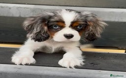 Cavalier King Charles Spaniel dogs for sale: Merle cavalier King Charles  - Image 1