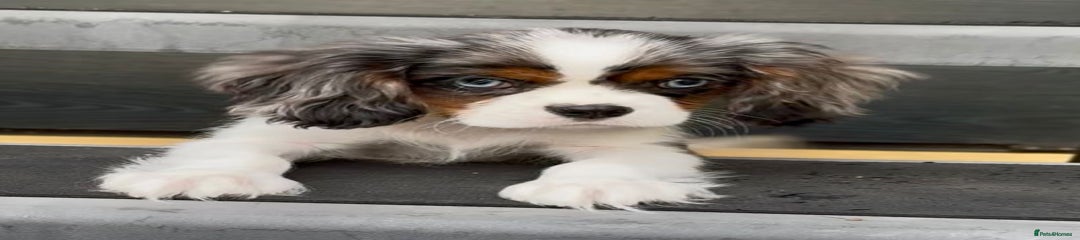 Cavalier King Charles Spaniel Puppy 1