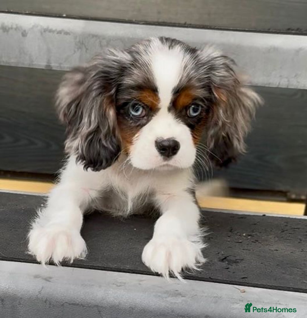 Cavalier King Charles Spaniel dogs for sale: Merle cavalier King Charles  - Image 1