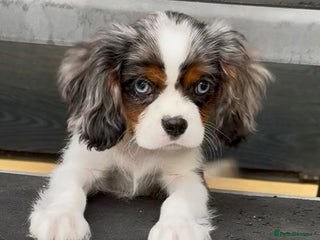 Cavalier King Charles Spaniel dogs - Advert 10
