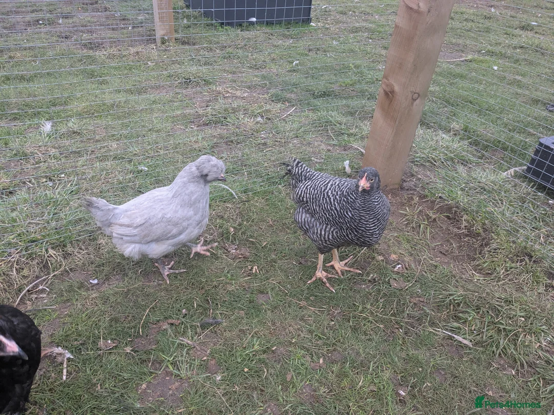 Geese poultry for sale: Call ducks, Light Sussex, Faverolle, Aracaunas,Wel - Advert 8