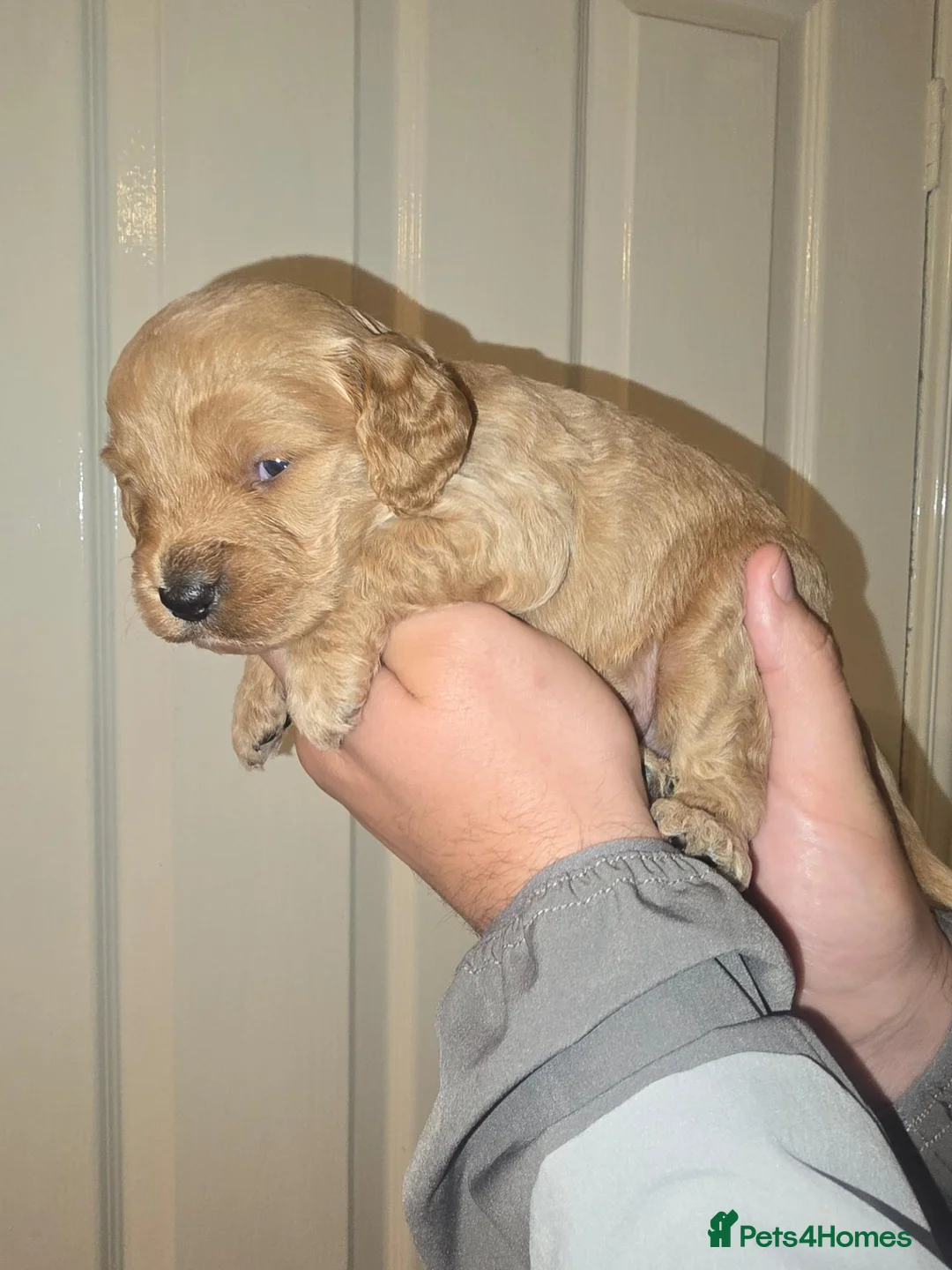 Cockapoo dogs for sale: Amazing litter of 9 Red and Apricot cockerpoo pups in Londonderry - Advert 4