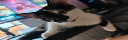 Mixed Breed cats for sale: Adorable moggy kittens ready now - Advert 5