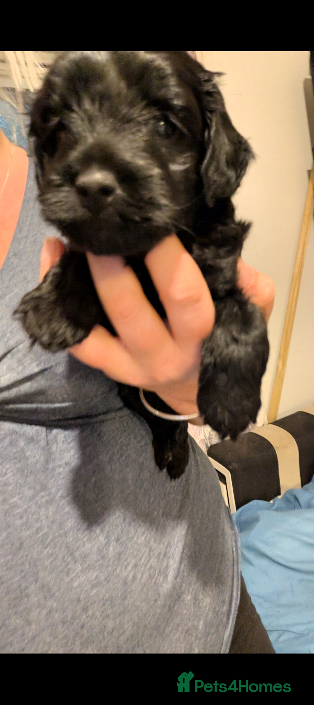 Mixed Breed dogs for sale: Yorkiepoo cockapoo puppies  - Image 5