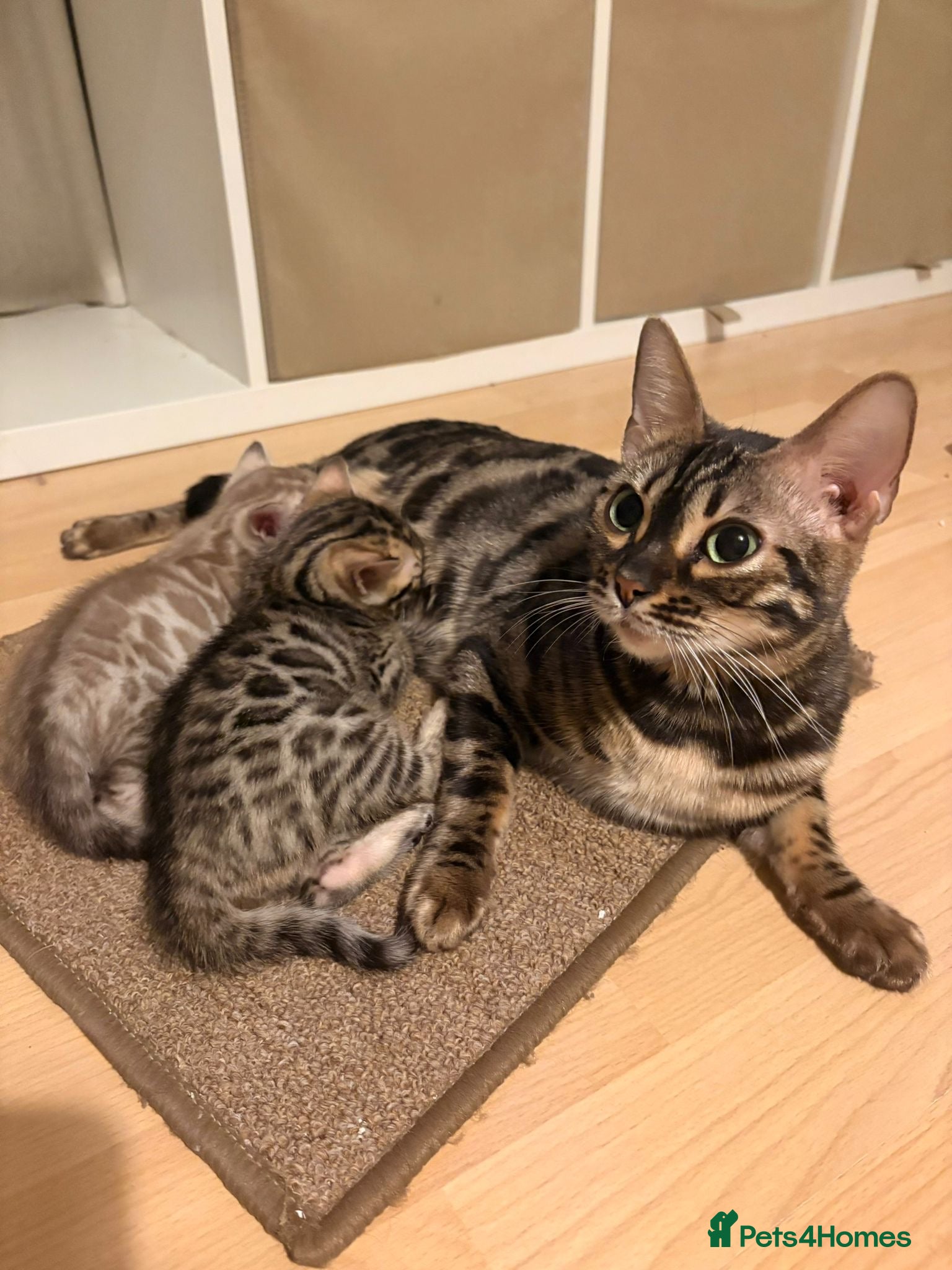 Bengal cats Beautiful TICA Bengal Kittens  - Advert 1