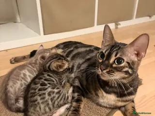 Bengal cats Beautiful TICA Bengal Kittens - Advert 1