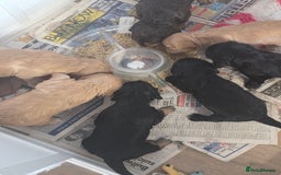 Cocker Spaniel dogs for sale: Working Cocker Spaniel Puppies - Image 7