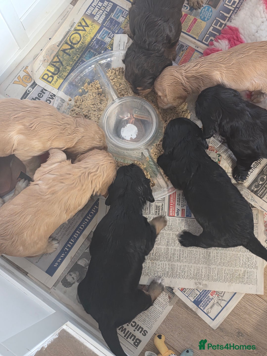 Cocker Spaniel dogs for sale: Working Cocker Spaniel Puppies - Image 7