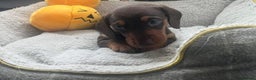 Miniature Dachshund dogs for sale: Miniature Dachshund Boy  - Advert 1