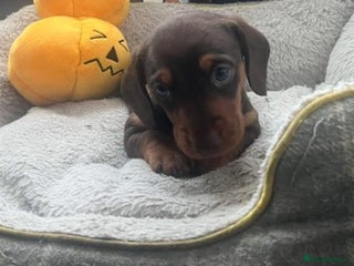 Miniature Dachshund dogs Miniature Dachshund Boy - Advert 2