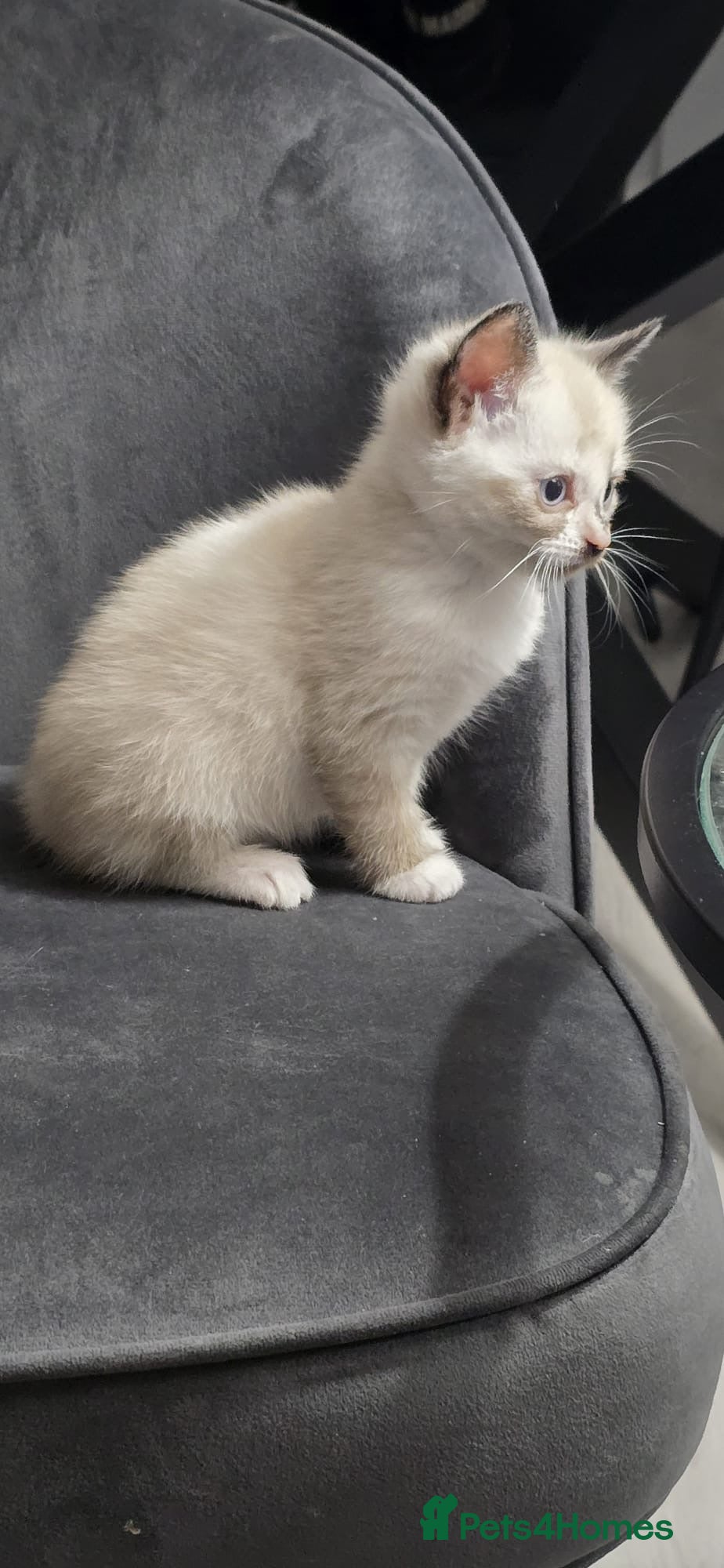 Mixed Breed cats 4 beautiful kittens ready for new home  - Advert 3