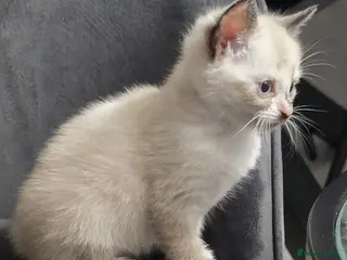 Mixed Breed cats 4 beautiful kittens ready for new home - Advert 3