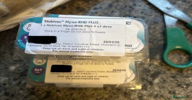 French Lop rabbits French Lop Doe vaccinated.Also Vaccines for sale.  - Advert 7