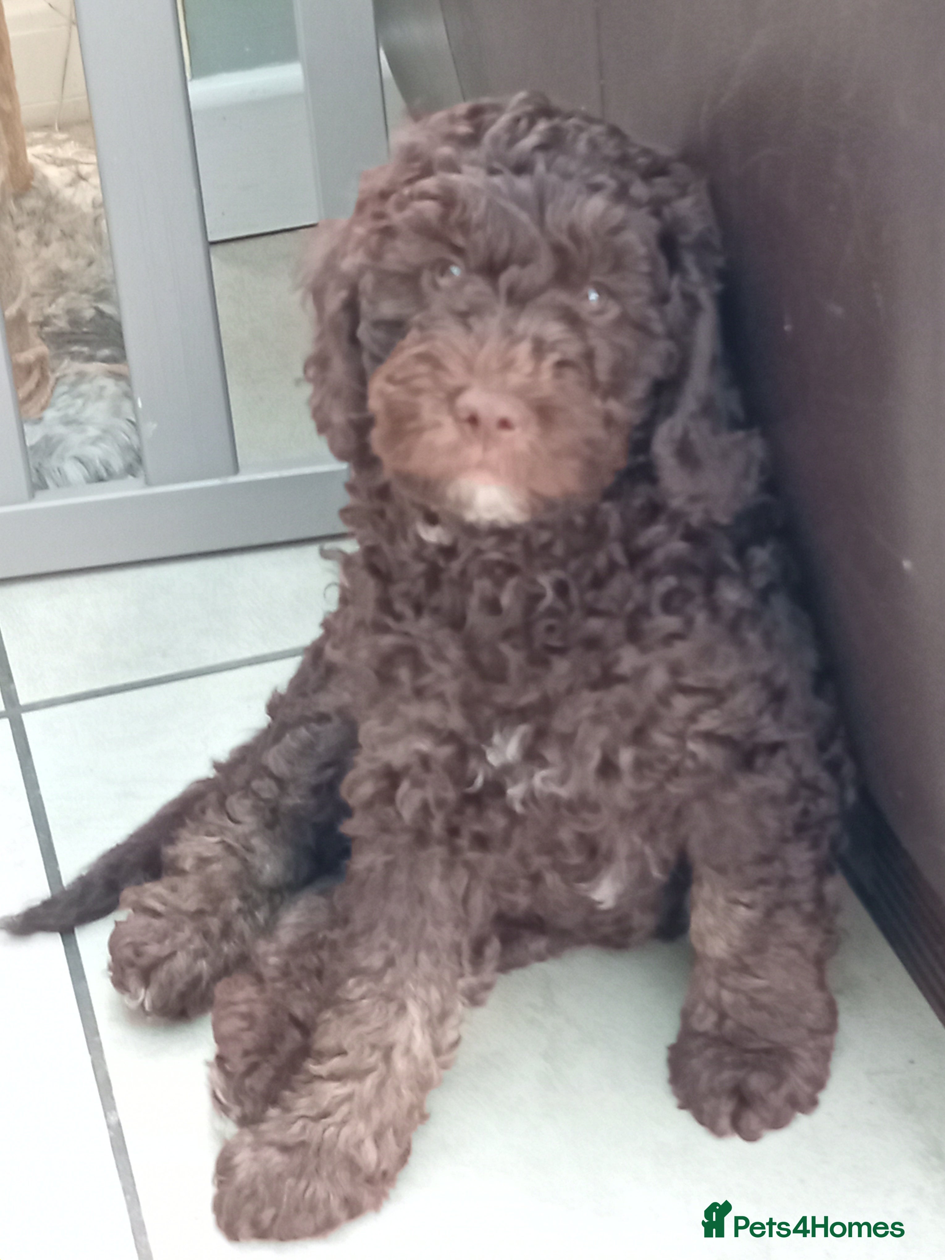 Goldendoodle dogs Adorable Miniature Double Doodle puppies  - Advert 12