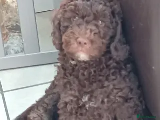 Goldendoodle dogs Adorable Miniature Double Doodle puppies - Advert 2