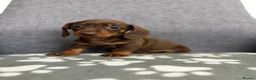 Dachshund dogs for sale: Miniature Dachshund puppies  - Advert 11