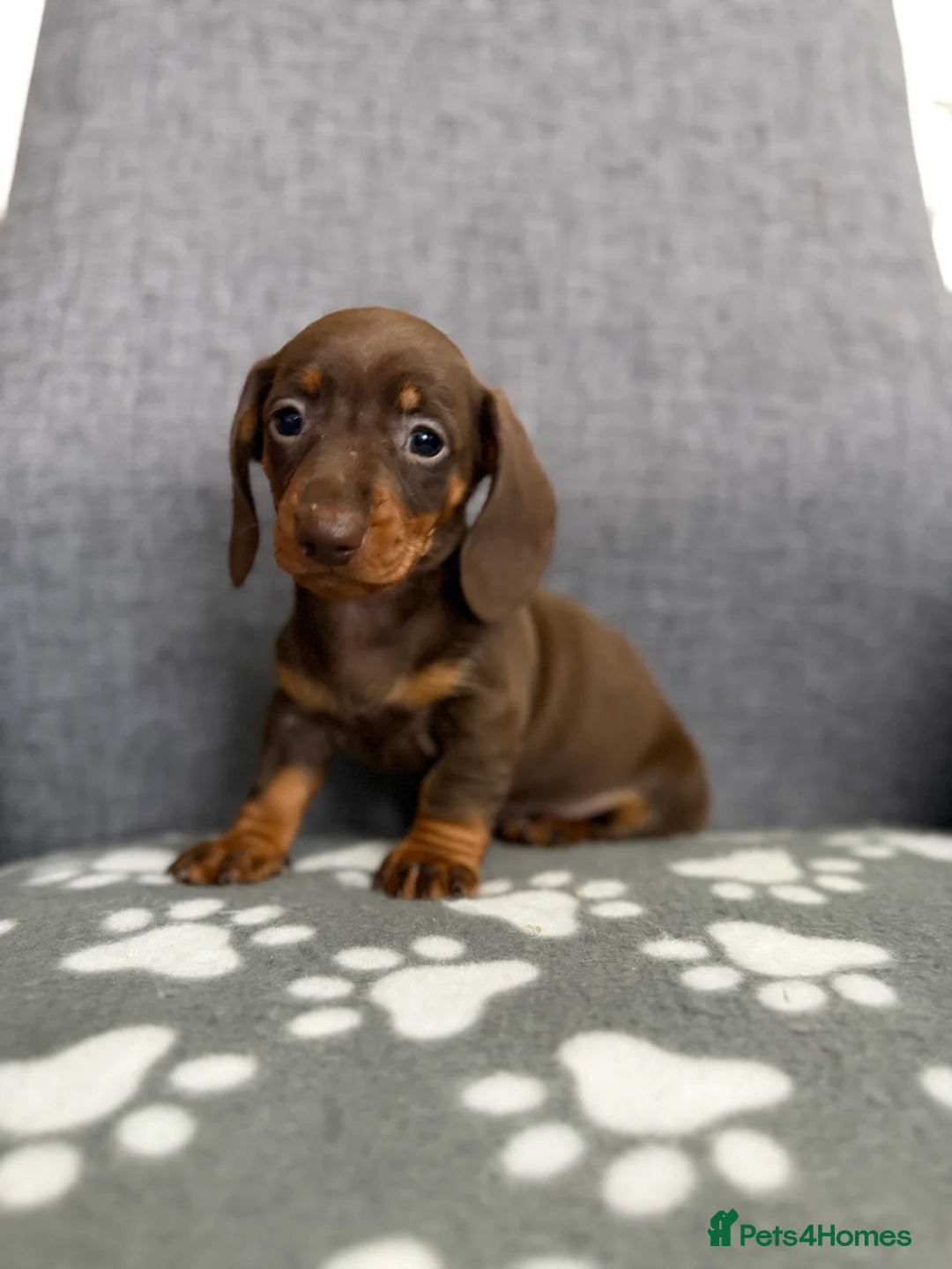 Dachshund dogs for sale: Miniature Dachshund puppies  - Advert 11