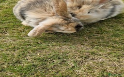 Mini Lion Lop rabbits for sale: Lion lops  - Image 8
