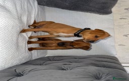 Mixed Breed dogs for sale: whippet x pit - Image 6