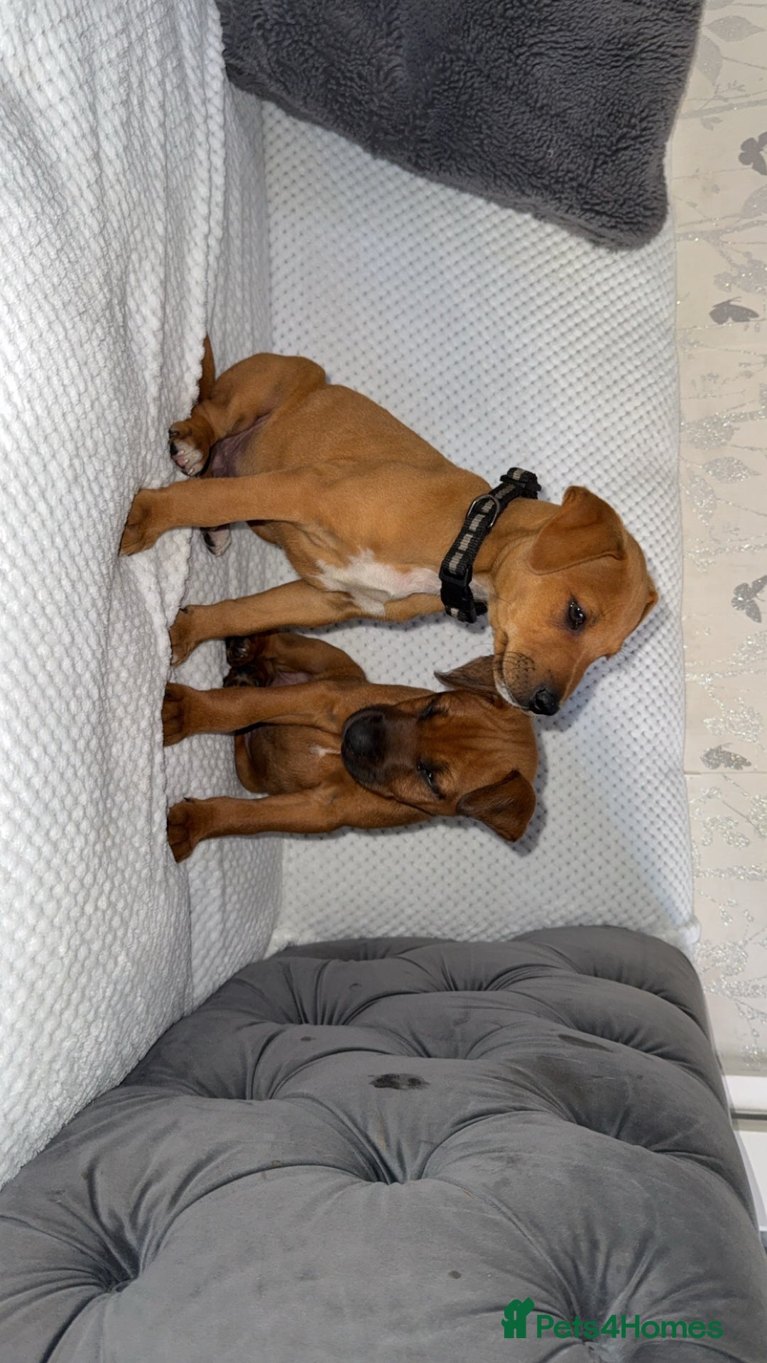 Mixed Breed dogs for sale: whippet x pit - Image 6