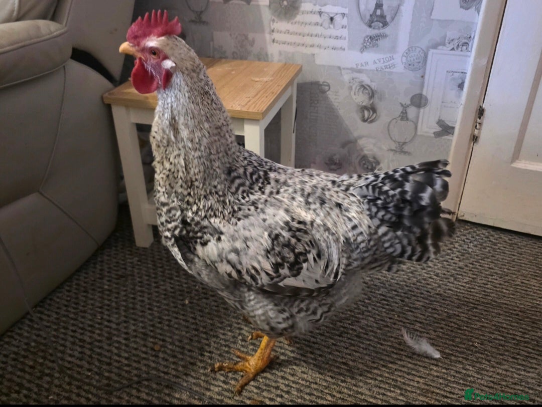 Chickens poultry Silver bielefelder roosters - Advert 1