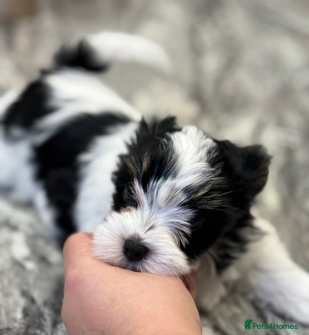 Biewer Terrier dogs for sale: Yorkshire terrier  - Advert 7