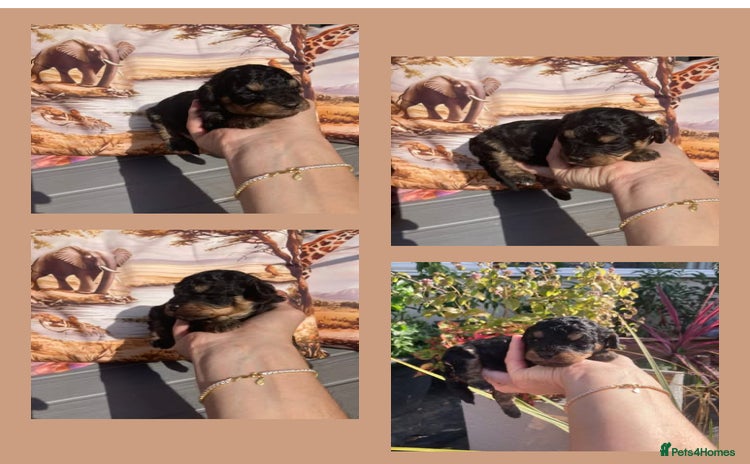 Cavapoo dogs - Advert 2