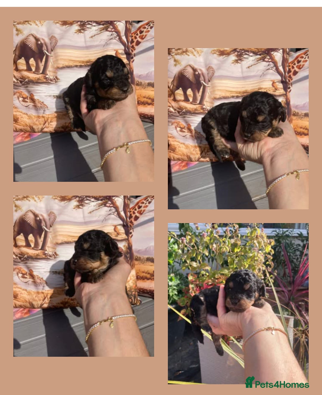 Cavapoo dogs for sale: Female Health tested Phantom Toy cavapoo  - Image 2