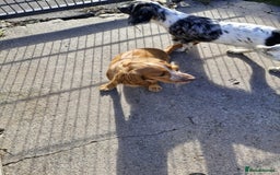 Sprocker dogs for sale: Beautiful sprocker girl  - Image 4