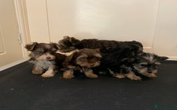 Biewer Terrier dogs for sale: Stunning Biewer Terrier puppies - Image 4