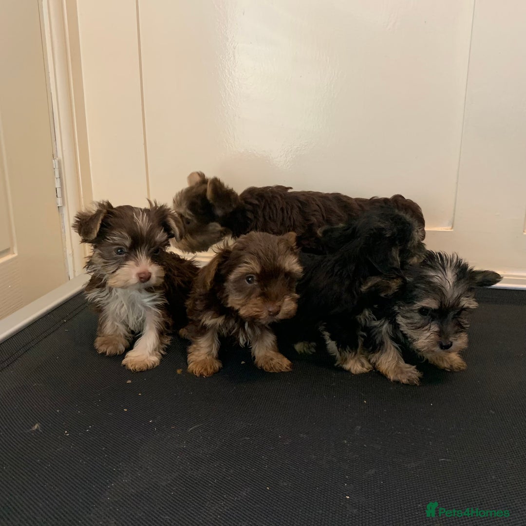 Biewer Terrier dogs for sale: Stunning Biewer Terrier puppies - Image 4