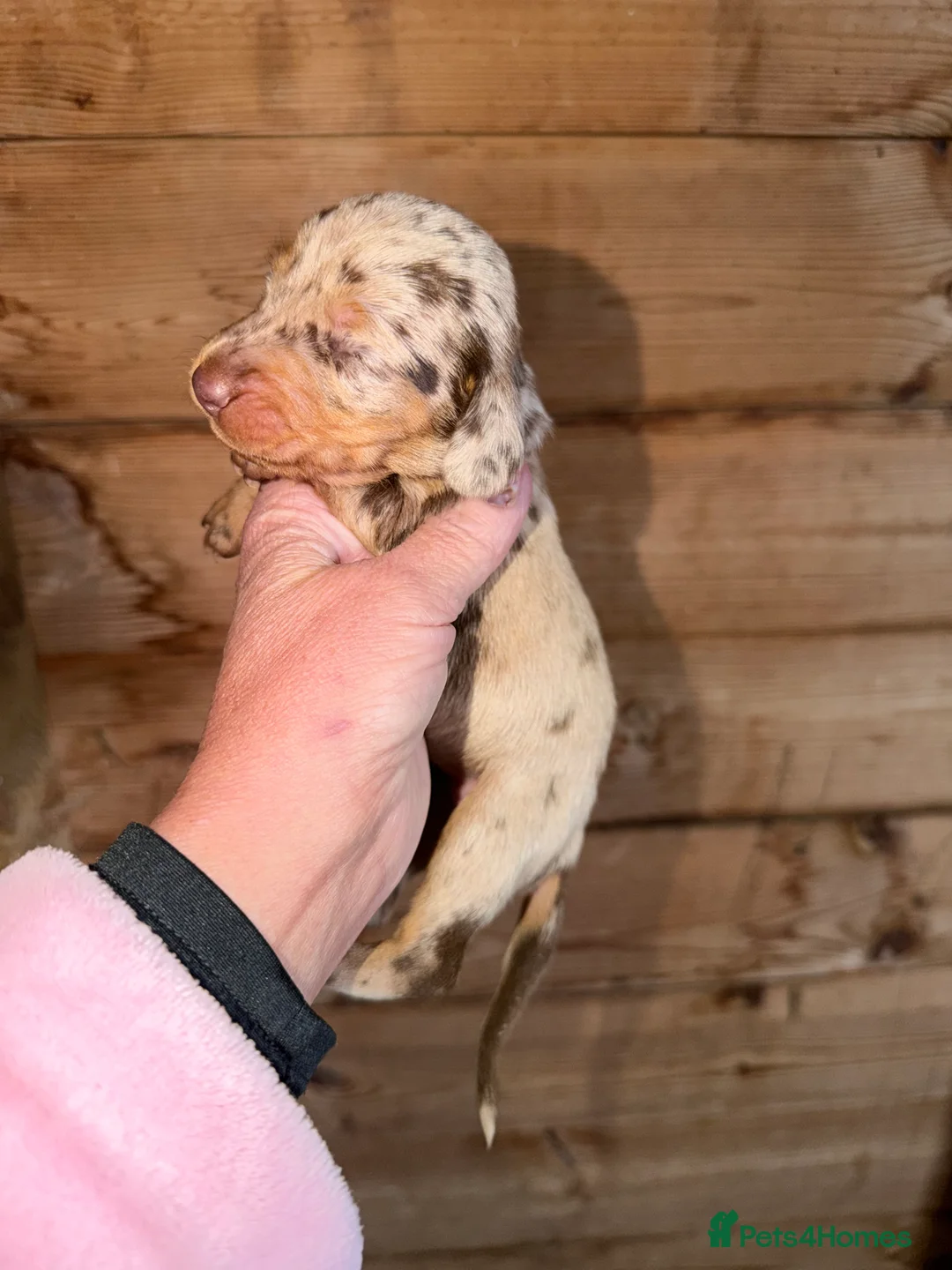 Dachshund dogs for sale: Miniture dashhound puppy’s  - Advert 2