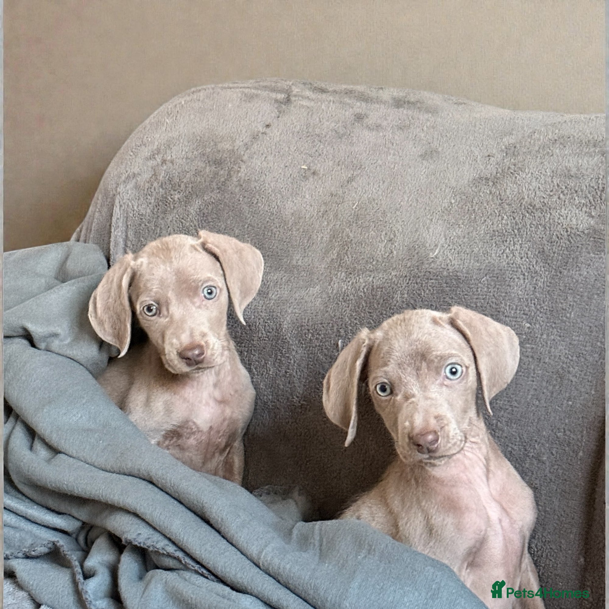 Weimaraner dogs Stunning litter of Silver Weimaraner Puppies. - Advert 3
