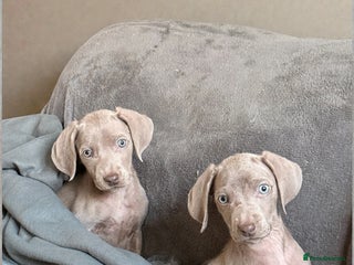 Weimaraner dogs Stunning litter of Silver Weimaraner Puppies. - Advert 3