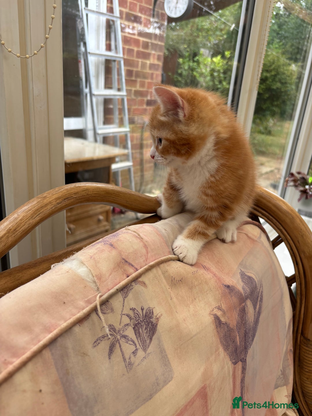 Mixed Breed cats for sale: Ginger Male Kitten -£220 - Image 8