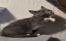 Mixed Breed cats for sale: 4 adorable kittens — 2 boys girls and 2 girls. - Image 6