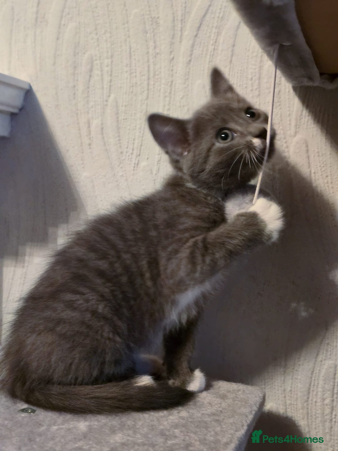 Mixed Breed cats for sale: 4 adorable kittens — 2 boys girls and 2 girls. - Image 6