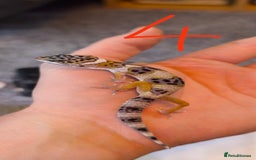 Gecko reptiles for sale: Leopard geckos and pictus geckos - Image 7
