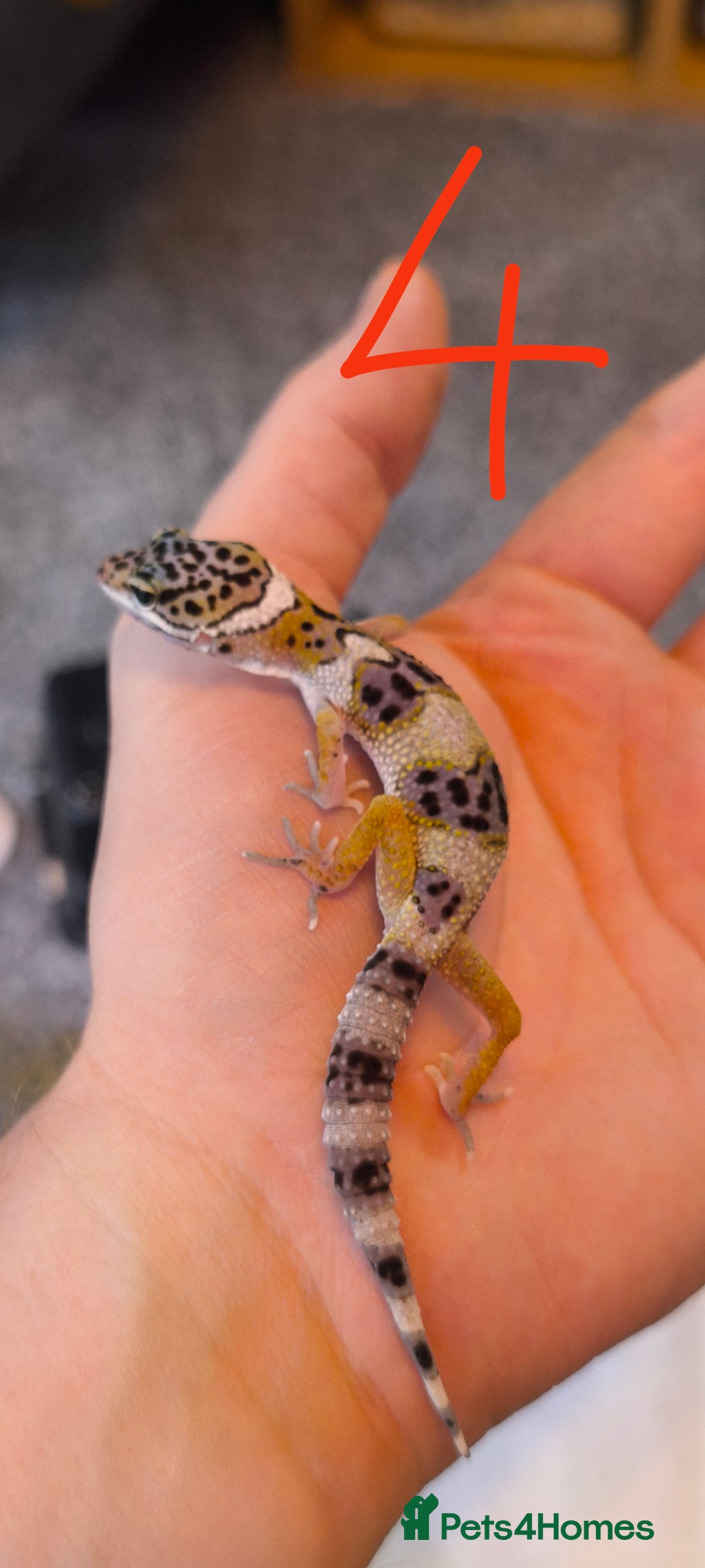 Gecko reptiles for sale: Leopard geckos and pictus geckos - Image 7