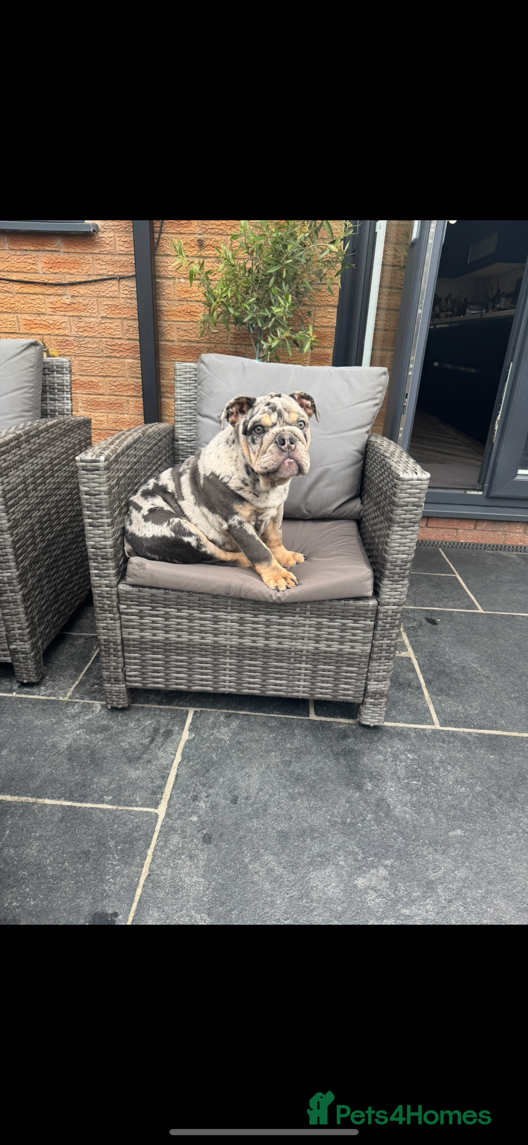 English Bulldog dogs for sale: Grey Merle male english bulldog puppy - Image 24