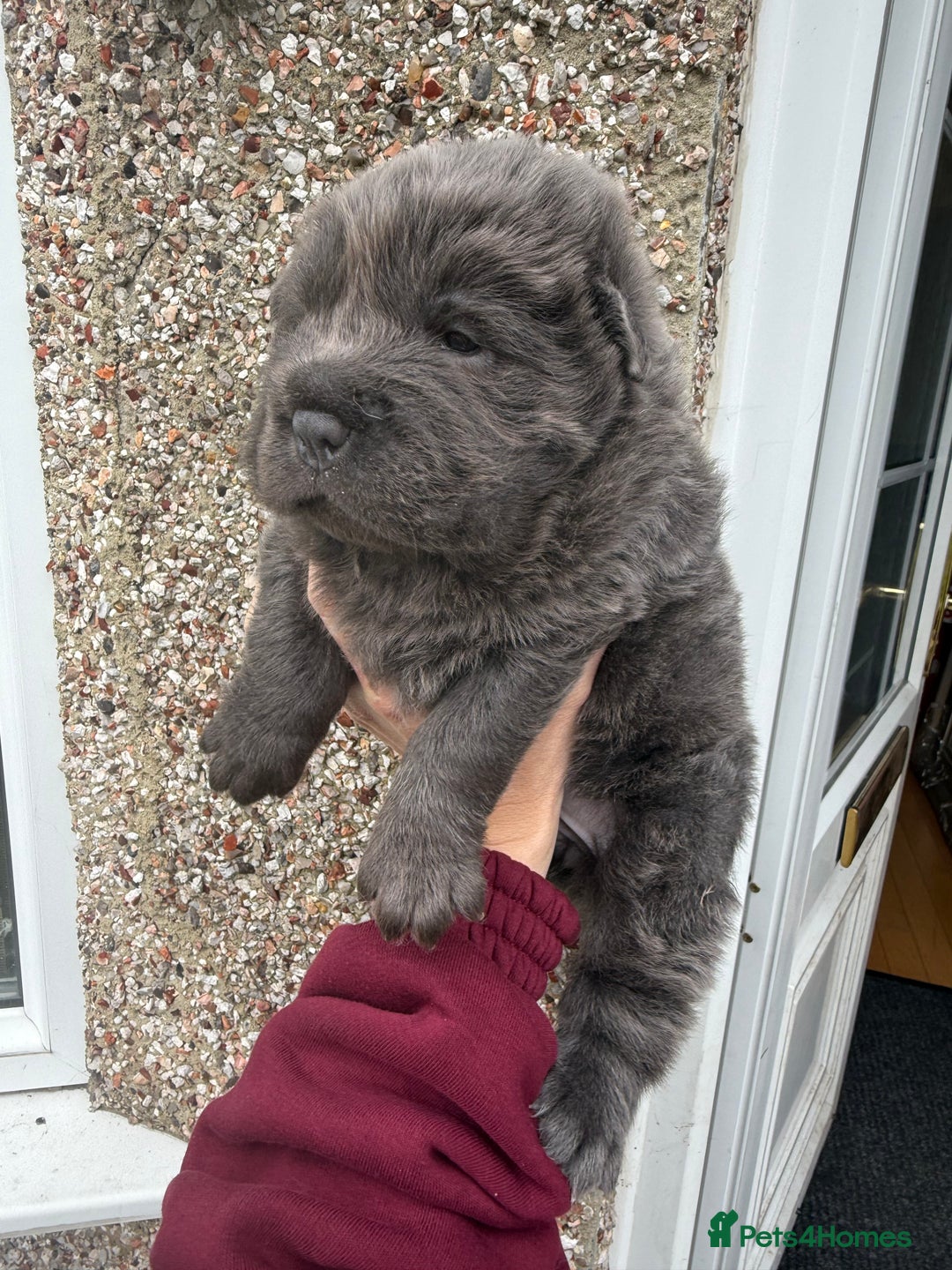 Shar Pei dogs for sale: Tan point bear and brush coat puppies - Advert 11