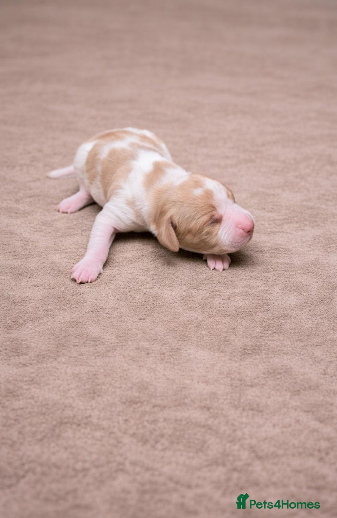 Pointer dogs for sale: English pointers - Advert 9