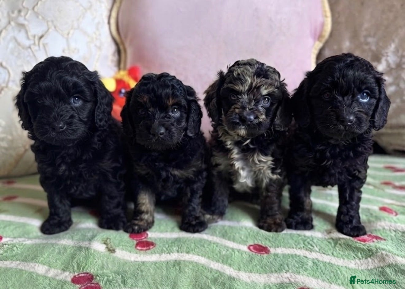 Cavapoo dogs F1 cavapoo puppies boys & girls  - Advert 1