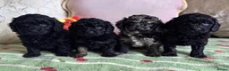 Cavapoo dogs for sale: F1 cavapoo puppies boys & girls  - Advert 1
